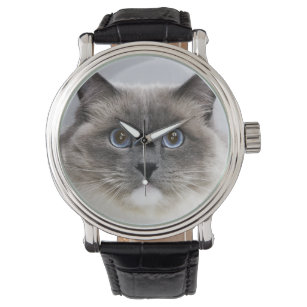 Portrait of Ragdoll cat Watch