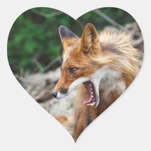 Portrait of red fox with wide open mouth heart sticker
