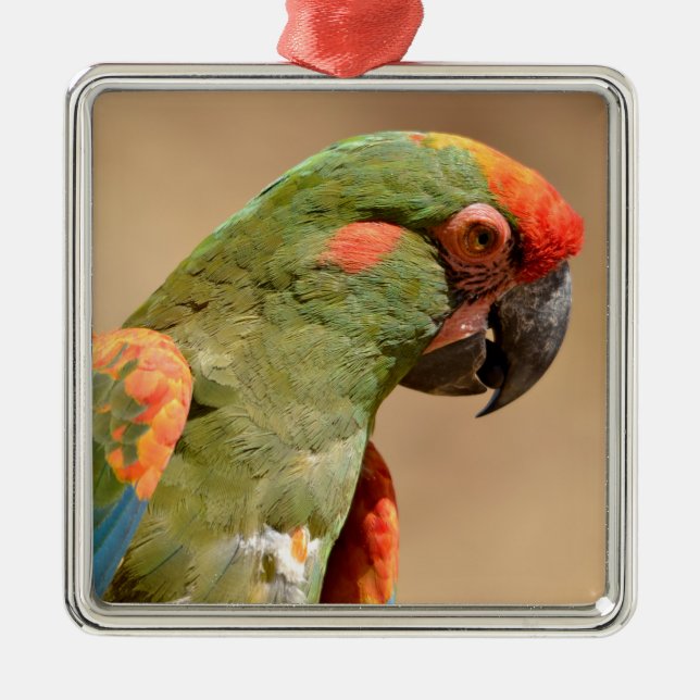 Portrait of red-fronted macaw  metal ornament (Front)