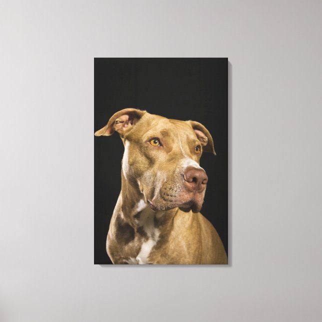 Portrait of red nose pitbull with black canvas print (Front)