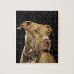 Portrait of red nose pitbull with black jigsaw puzzle