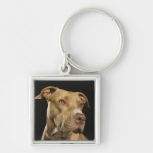 Portrait of red nose pitbull with black keychain