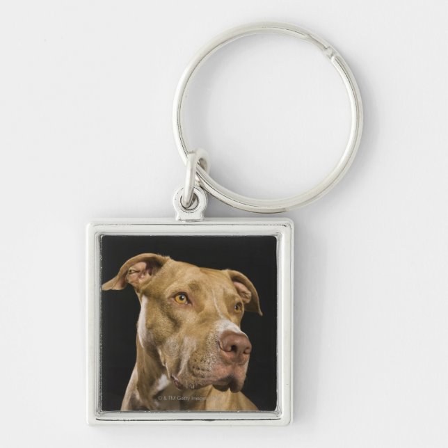 Portrait of red nose pitbull with black keychain (Front)