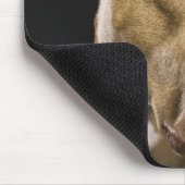 Portrait of red nose pitbull with black mouse pad (Corner)
