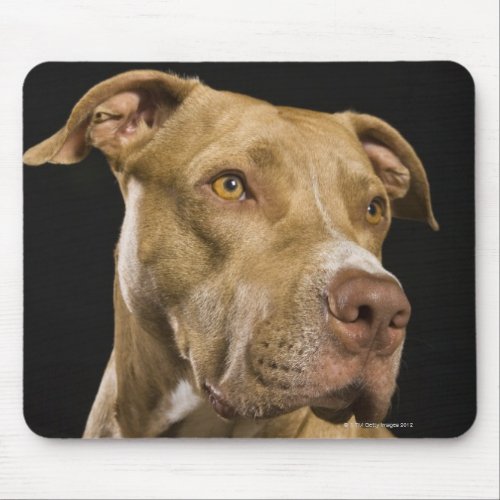 Portrait of red nose pitbull with black mouse pad