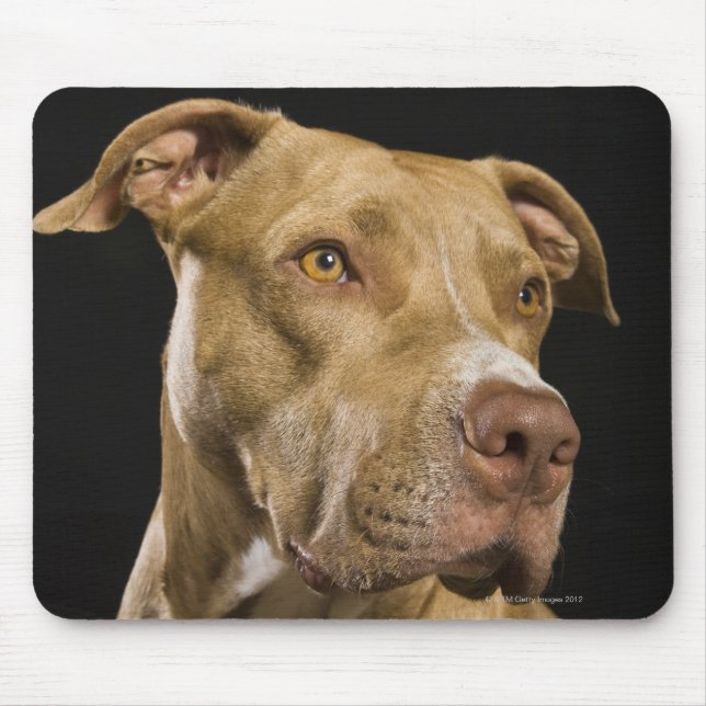 Portrait of red nose pitbull with black mouse pad (Front)