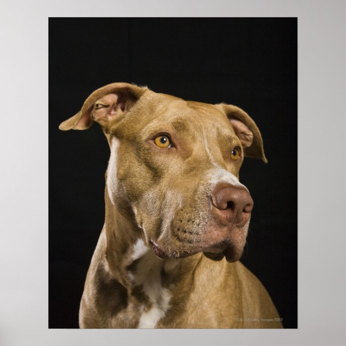 Portrait of red nose pitbull with black poster