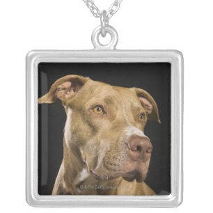 Portrait of red nose pitbull with black silver plated necklace