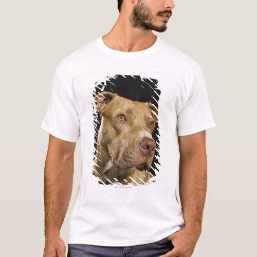 Portrait of red nose pitbull with black T_Shirt