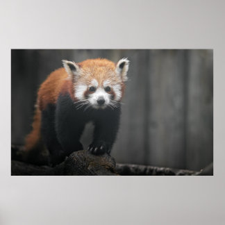 Portrait of Red Panda Poster