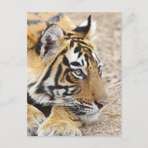 Portrait of Royal Bengal Tiger Ranthambhor 3 Postcard