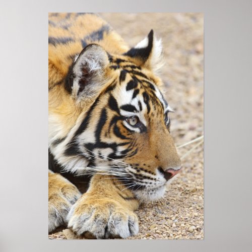 Portrait of Royal Bengal Tiger Ranthambhor 3 Poster