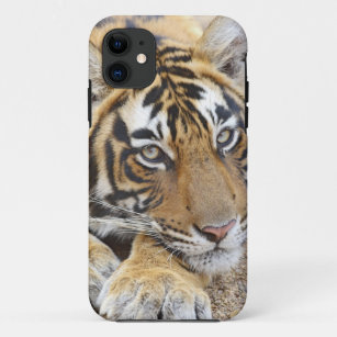 Portrait of Royal Bengal Tiger, Ranthambhor 4 iPhone 11 Case