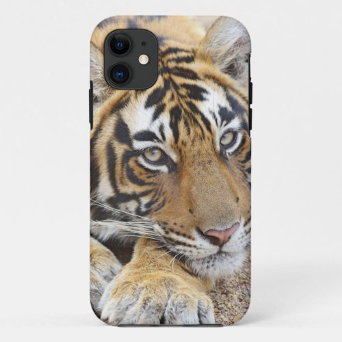 Portrait of Royal Bengal Tiger Ranthambhor 4 iPhone 11 Case