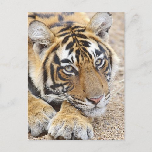 Portrait of Royal Bengal Tiger Ranthambhor 4 Postcard