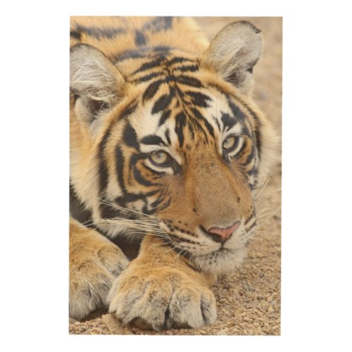 Portrait of Royal Bengal Tiger Ranthambhor 4 Wood Wall Art
