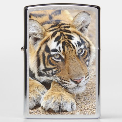 Portrait of Royal Bengal Tiger Ranthambhor 4 Zippo Lighter
