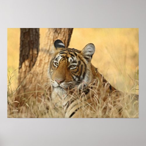 Portrait of Royal Bengal Tiger Ranthambhor 5 Poster