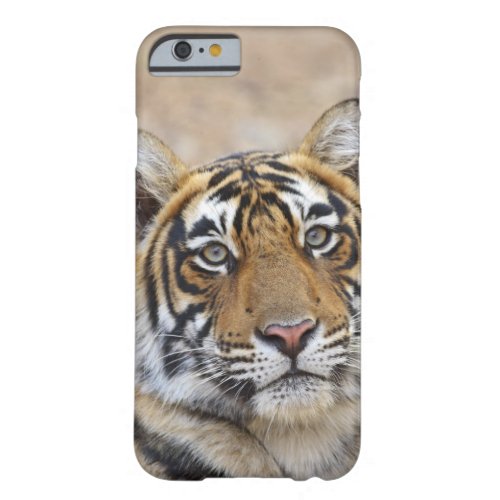 Portrait of Royal Bengal Tiger Ranthambhor Barely There iPhone 6 Case