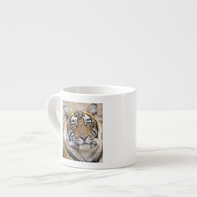 Portrait of Royal Bengal Tiger, Ranthambhor Espresso Cup (Front Left)