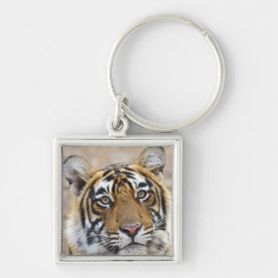 Portrait of Royal Bengal Tiger, Ranthambhor Keychain