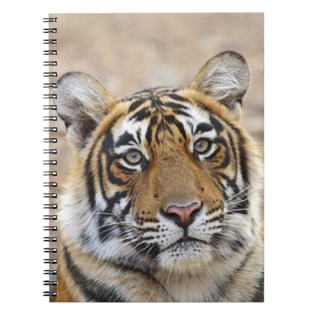 Portrait of Royal Bengal Tiger, Ranthambhor Notebook (Front)