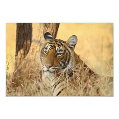 Portrait of Royal Bengal Tiger Ranthambhor Photo Print