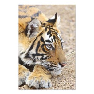 Portrait of Royal Bengal Tiger, Ranthambhor Photo Print
