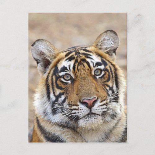Portrait of Royal Bengal Tiger Ranthambhor Postcard