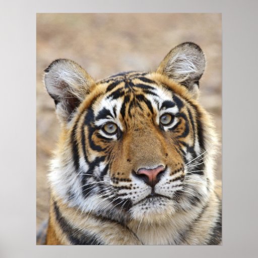 Bengal Tiger Posters, Bengal Tiger Prints, Art Prints, Poster Designs