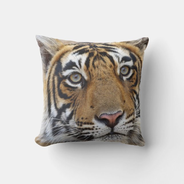 Portrait of Royal Bengal Tiger, Ranthambhor Throw Pillow (Front)