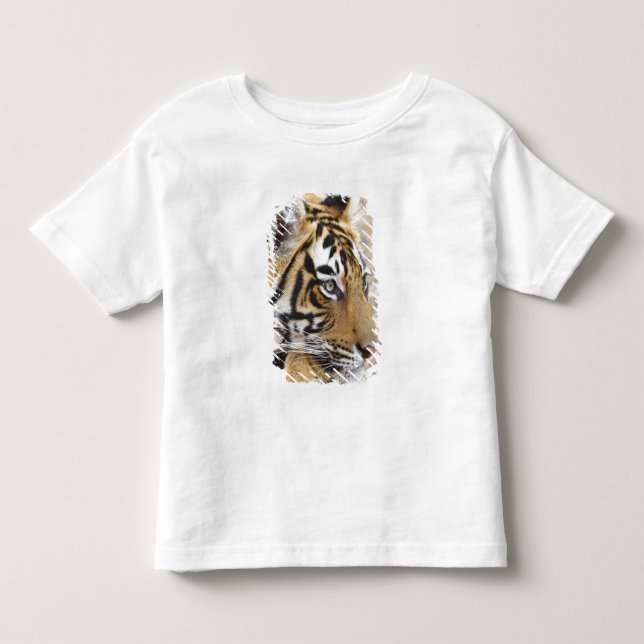 Portrait of Royal Bengal Tiger, Ranthambhor Toddler T-shirt (Front)