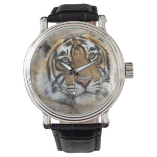 Portrait of Royal Bengal Tiger, Ranthambhor Watch