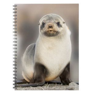 Portrait of Seal Pup on the Beach Notebook
