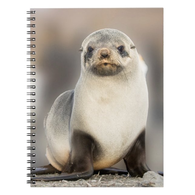 Portrait of Seal Pup on the Beach Notebook (Front)