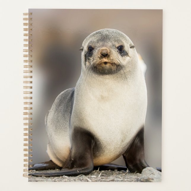 Portrait of Seal Pup on the Beach Planner (Front)