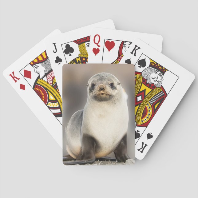 Portrait of Seal Pup on the Beach Poker Cards (Back)