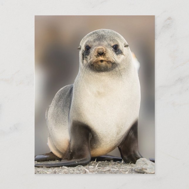 Portrait of Seal Pup on the Beach Postcard (Front)