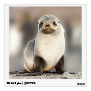 Portrait of Seal Pup on the Beach Wall Decal