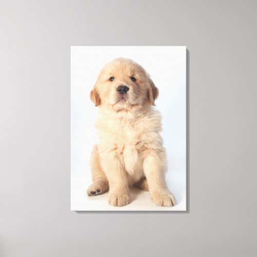 Portrait of six week old golden retriever puppy canvas print