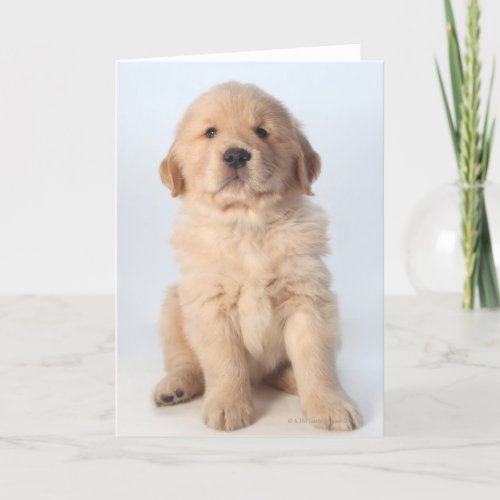 Portrait of six week old golden retriever puppy card