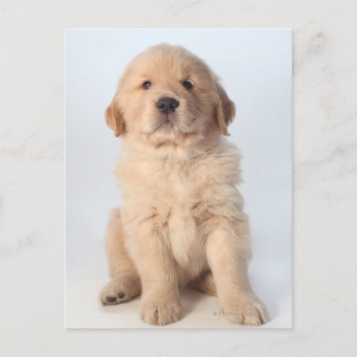 Portrait of six week old golden retriever puppy postcard
