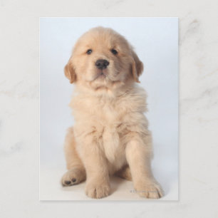 Portrait of six week old golden retriever puppy. postcard