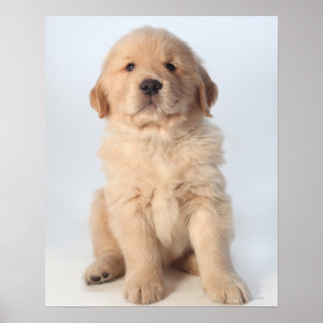 Portrait of six week old golden retriever puppy. poster (Front)