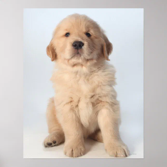 Portrait of six week old golden retriever puppy. poster | Zazzle