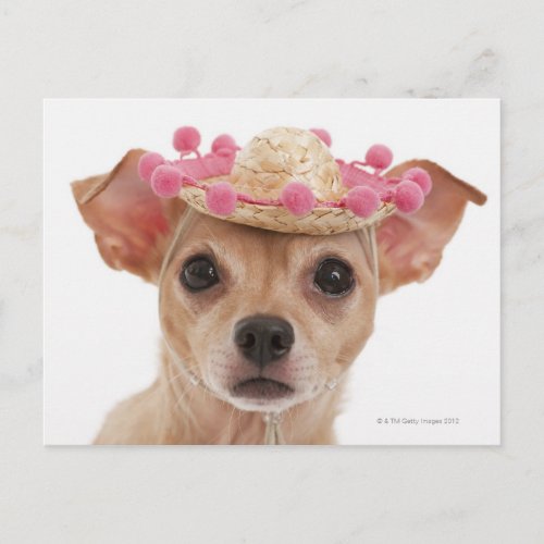 Portrait of small dog in sombrero postcard
