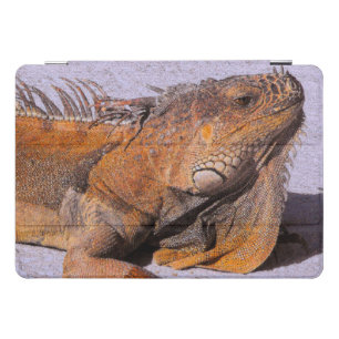 Portrait of the Iguana iPad Smart Cover