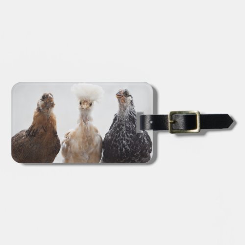 Portrait of Three Pet Chickens Looking Forward Luggage Tag