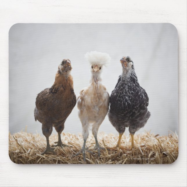 Portrait of Three Pet Chickens Looking Forward Mouse Pad (Front)