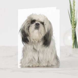 Portrait of Tibetan terrier puppy Card